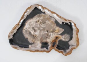 Plate petrified wood 54139