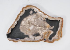 Plate petrified wood 54141