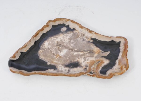 Plate petrified wood 54141