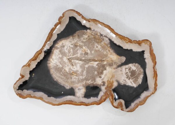 Plate petrified wood 54142