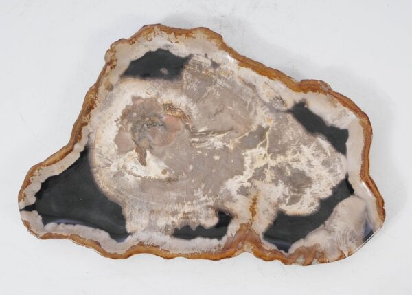 Plate petrified wood 54144