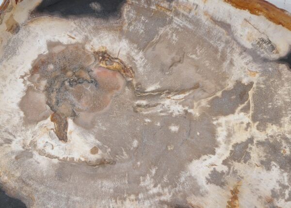 Plate petrified wood 54144