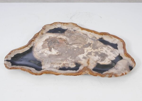 Plate petrified wood 54144