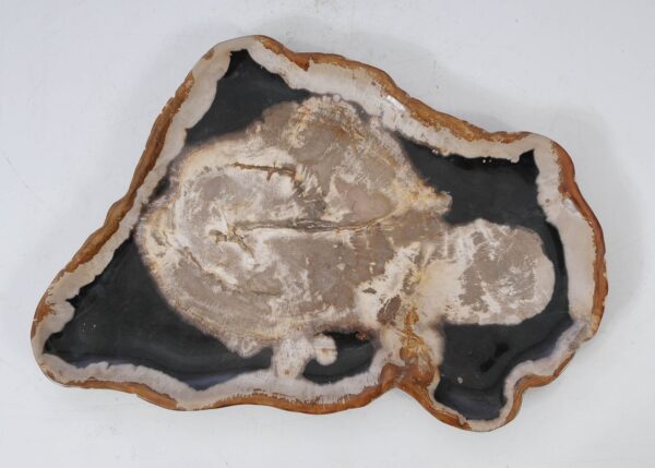 Plate petrified wood 54145