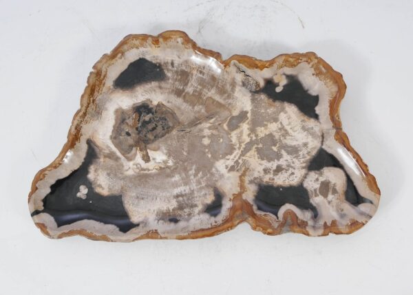 Plate petrified wood 54146