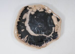 Plate petrified wood 54151