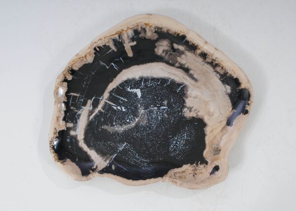 Plate petrified wood 54152