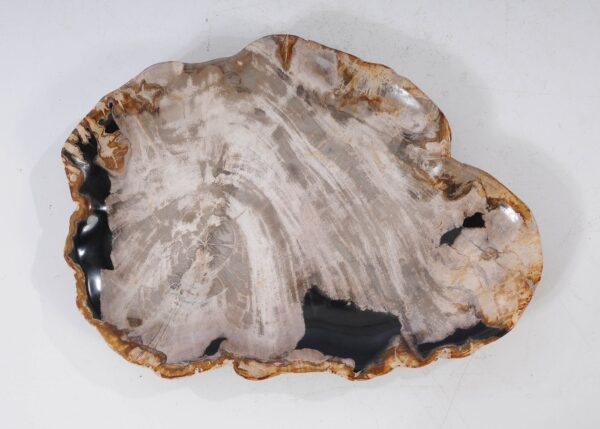 Plate petrified wood 54271