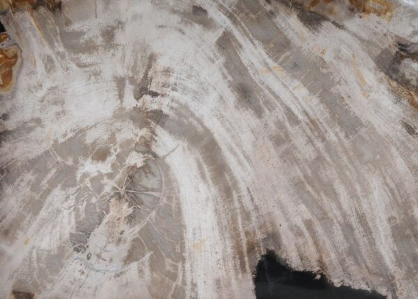 Plate petrified wood 54271