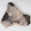 Plate petrified wood 54272