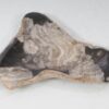 Plate petrified wood 54272