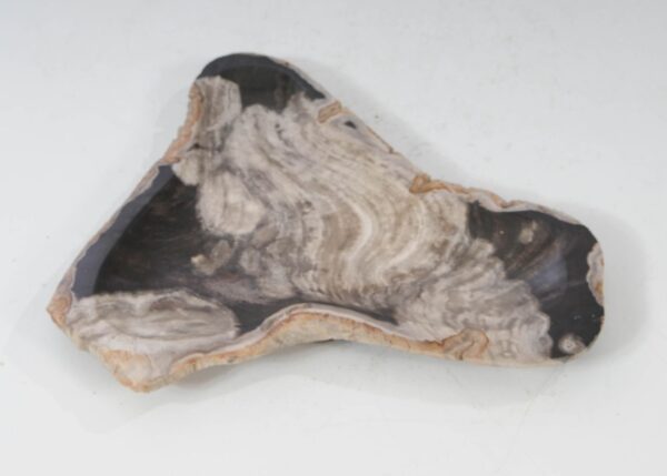 Plate petrified wood 54272