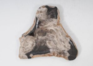 Plate petrified wood 54273