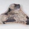 Plate petrified wood 54273