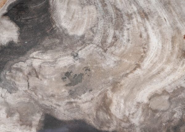 Plate petrified wood 54274