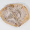 Plato madera petrificada 54070