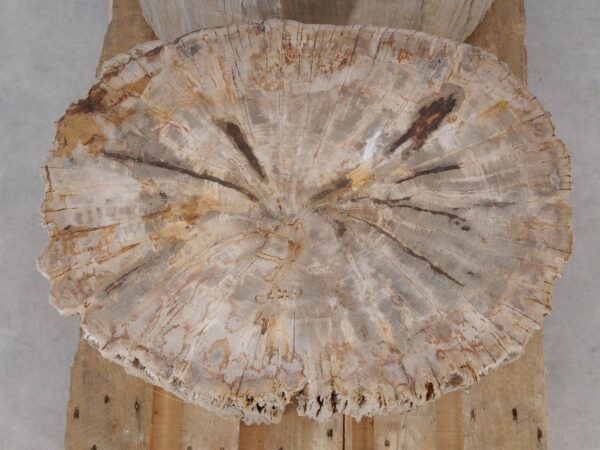 Side table petrified wood 52005