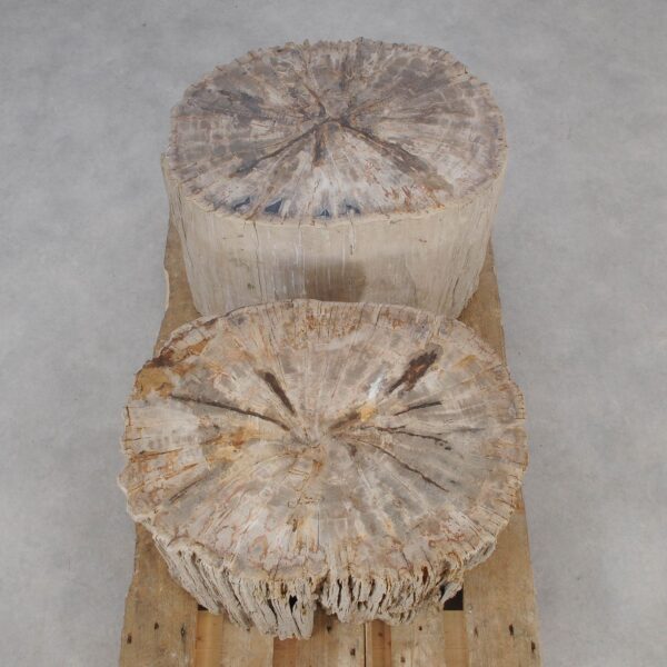 Side table petrified wood 52005