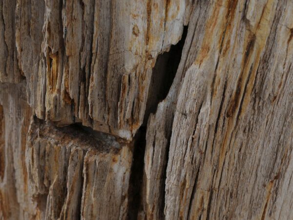 Side table petrified wood 52005