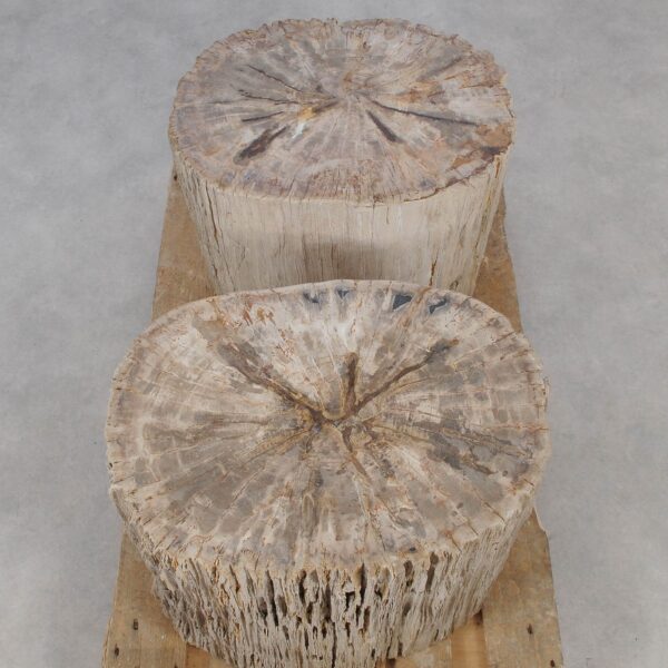 Side table petrified wood 52006