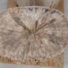 Side table petrified wood 52006