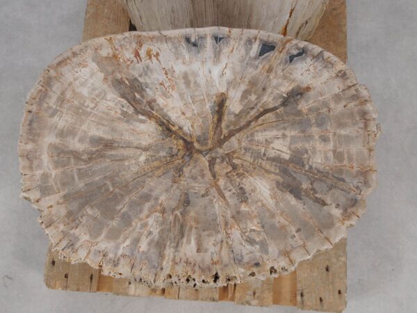 Side table petrified wood 52006