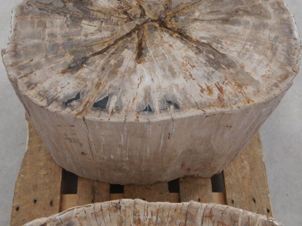 Side table petrified wood 52006