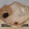 Side table petrified wood 52007
