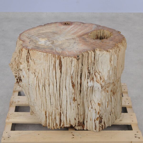 Side table petrified wood 52007