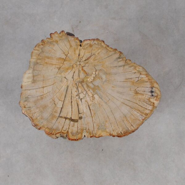 Side table petrified wood 53009