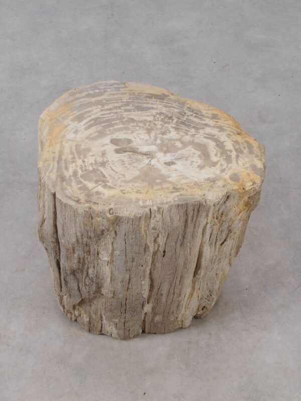 Side table petrified wood 53018