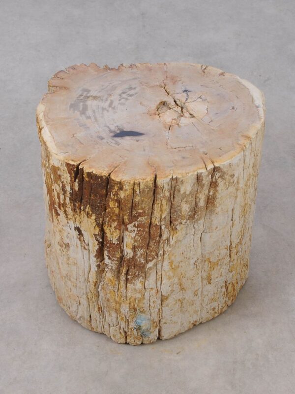 Side table petrified wood 53023