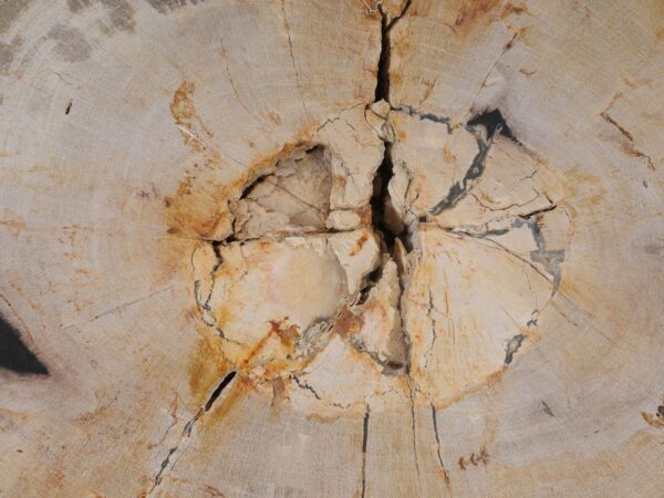 Side table petrified wood 53023