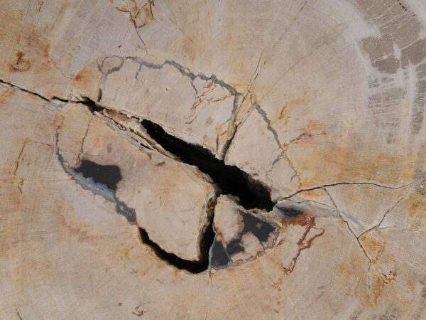 Side table petrified wood 53025