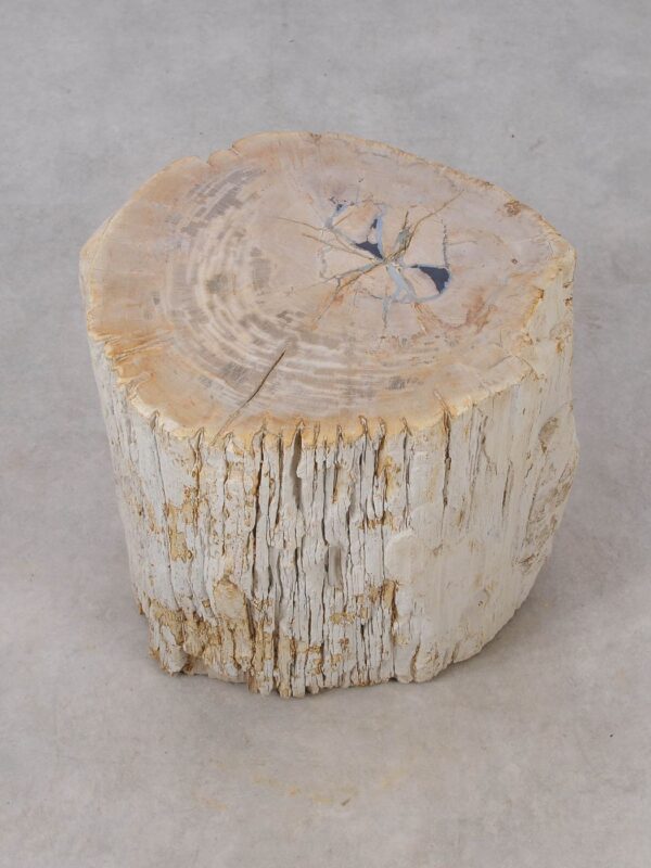 Side table petrified wood 53027