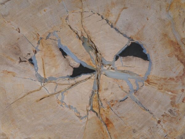 Side table petrified wood 53027