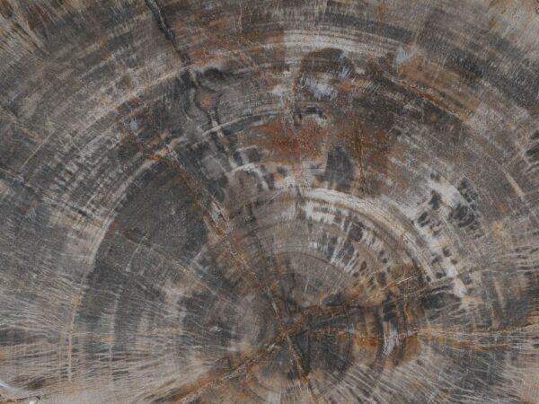 Side table petrified wood 54005