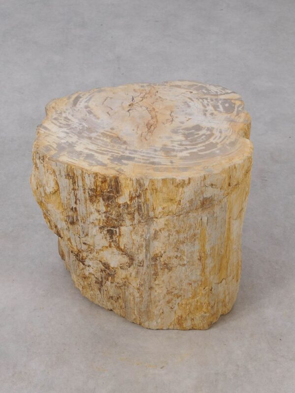 Table d'appoint bois pétrifié 53019