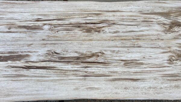 Table top petrified wood 54235