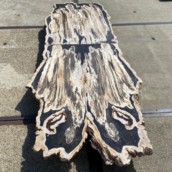 Table top petrified wood 54240