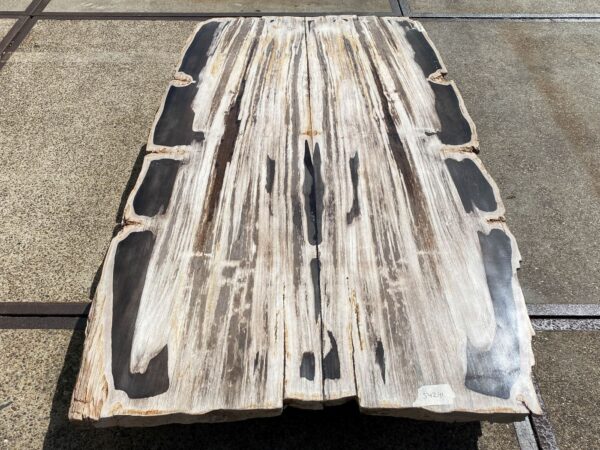 Table top petrified wood 54241