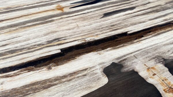 Table top petrified wood 54241