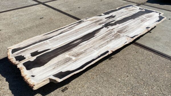 Table top petrified wood 54242