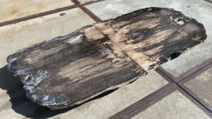 Table top petrified wood 54243