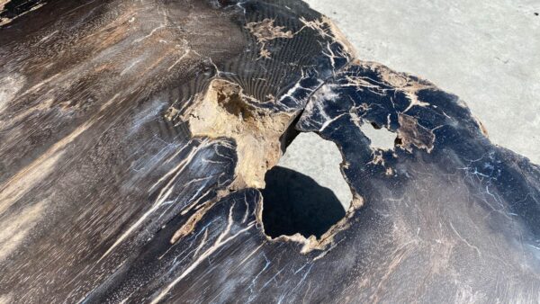 Table top petrified wood 54243