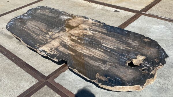 Table top petrified wood 54243