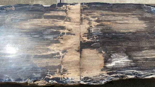 Table top petrified wood 54243