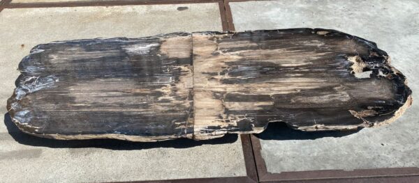 Table top petrified wood 54243