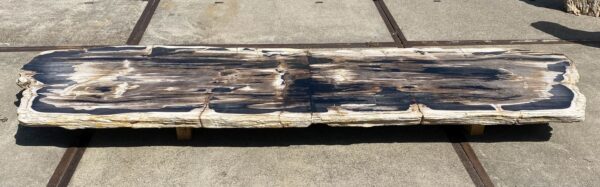 Table top petrified wood 54244