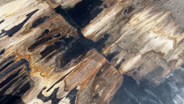 Table top petrified wood 54244